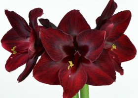 hippeastrum Carmen ® (1)